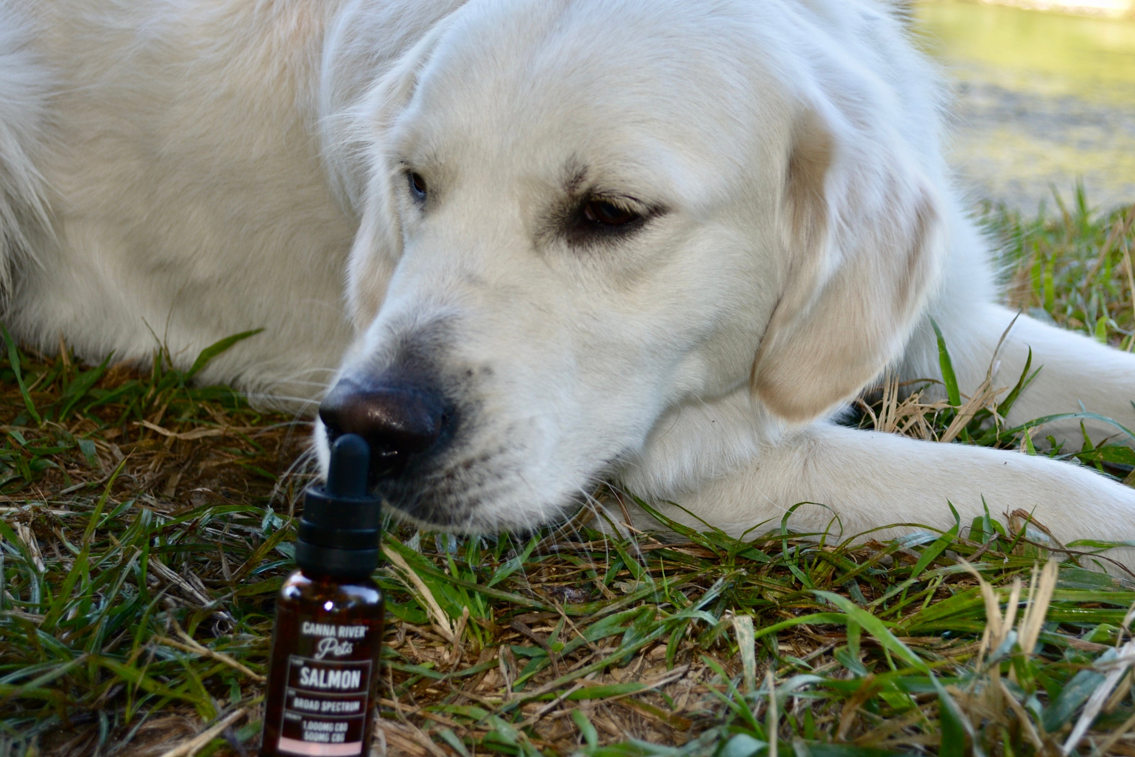 PET CBD