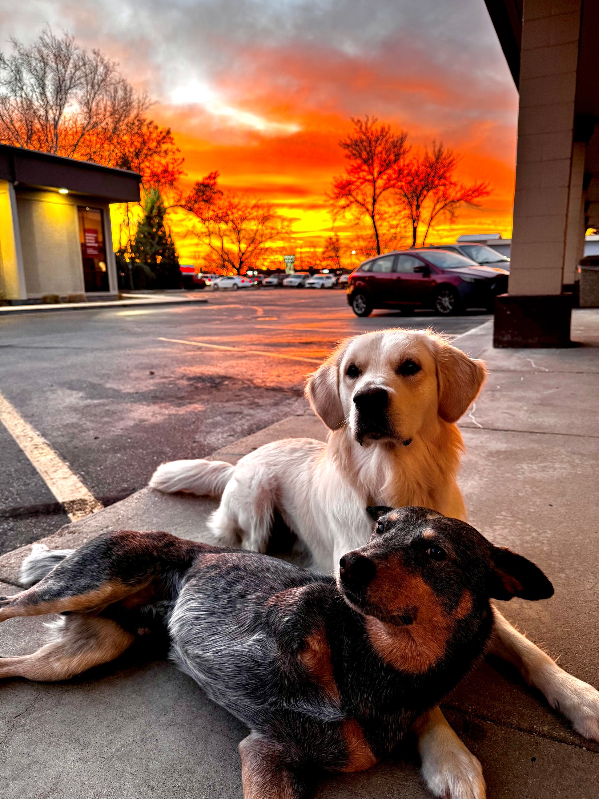 Two dogs lying on a ledge with a vibrant sunset in the background.